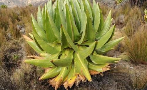 【秘密】植物叶子背后的一些奇特的小秘密！