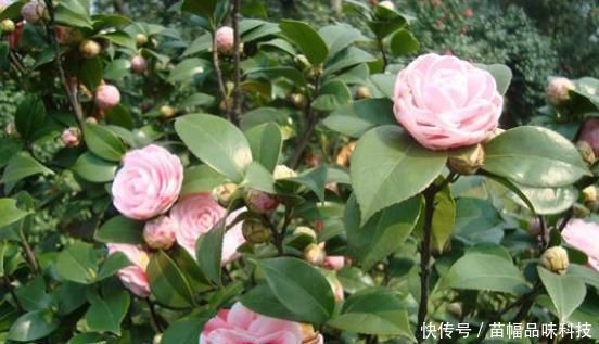  『充足』4月份养茶花，就该“这么养”，新芽出的多，开花才能开爆盆