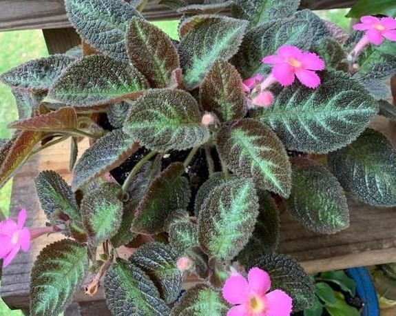 『夏季』希望自家的花草枝叶繁茂、开花旺？夏季勤修剪，3种植物砰砰开花