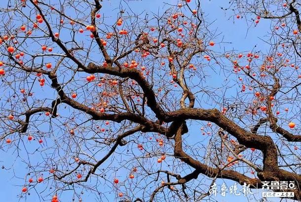 初冬的南山，景色美柿子甜