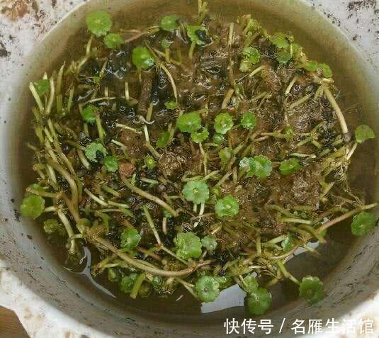  「水培的铜钱草」开春如何养铜钱草？记住1个“小步骤”，绿叶挤满盆，叶片圆又大