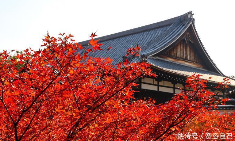 河南最美的自驾游路线，遍地都是红叶，被誉为“草原天路”！