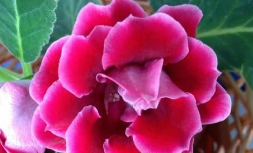  『文艺』养花就养这几款，花开娇丽轻盈，充盈着幽郁的香气，文艺范