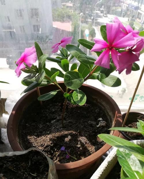  「身价」5块钱一盆的花，养1年变老桩，身价翻了上百倍！