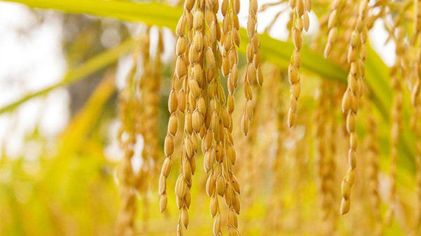 全球医疗成本增长9.5%,接近预测通货膨胀率的