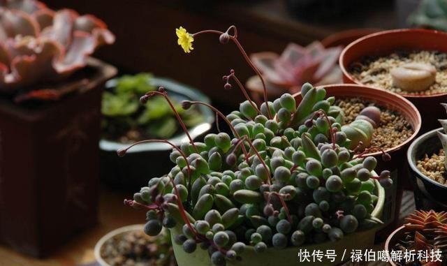 能力:3种花适合养在小院里,生长繁殖能力强,花开一片很漂亮,美极了