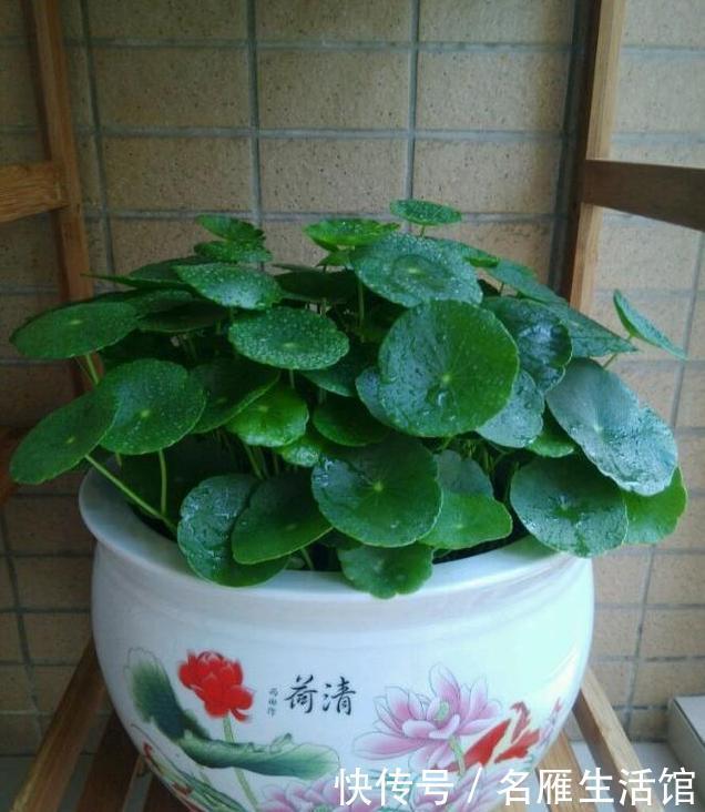  特别|这3种花，物美价廉颜值高，养护简单易爆盆，特别适合新手养！