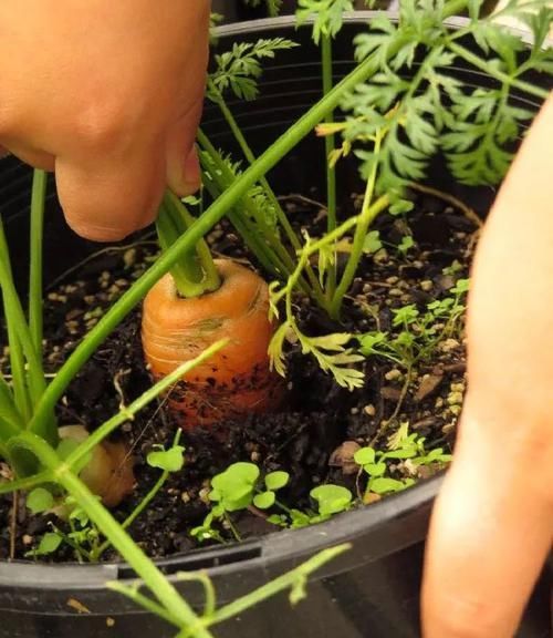  【蔬菜】在阳台种几年盆栽蔬菜后，我给大家总结这几个技巧，真的有收获