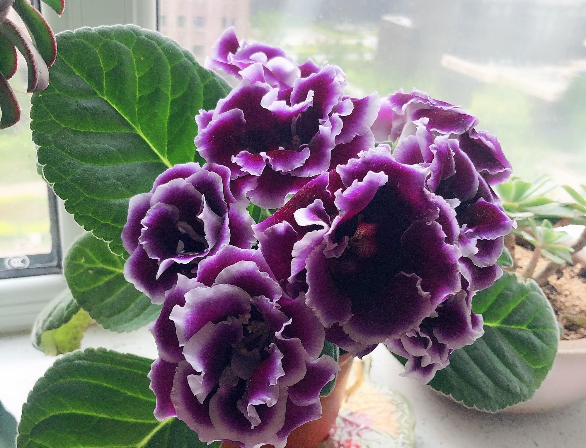  【叶子】一款超好养的绿植盆栽，插叶子就能活，周年开花，适合养花新手