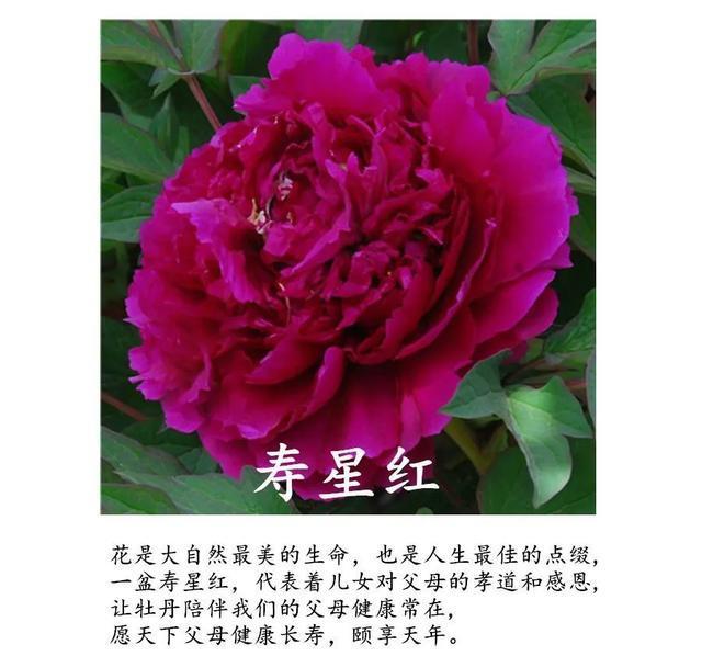  全场■国花牡丹，春天最大气的花，开出第一朵，就惊艳全场！