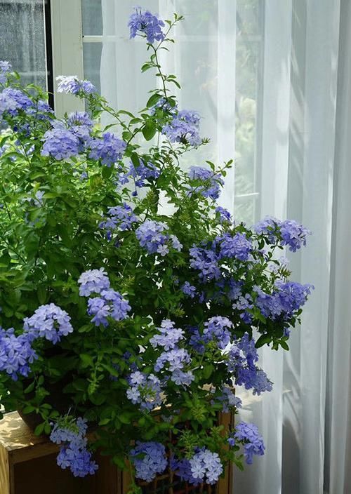  『家里』家里阳台种这些花朵，吊在阳台开花成瀑布，分分钟美爆，绚丽多彩