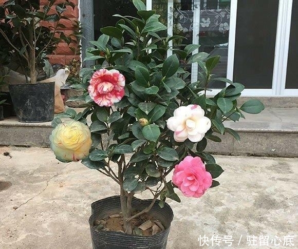 『肥料』想要茶花长得快,有一种肥料不能用