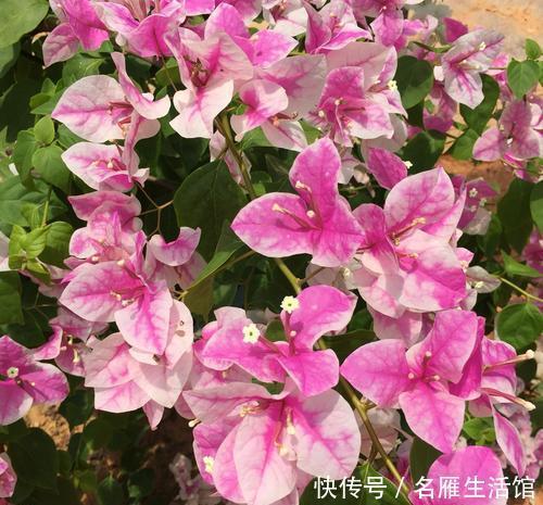 「花卉」此花一年开花300多天,见过的人都夸漂亮,开花就像孔雀开屏