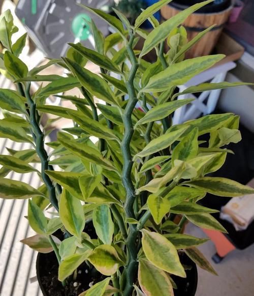  [懒人]很多人不认识的白雀珊瑚，是一种懒人植物，粗养长得好