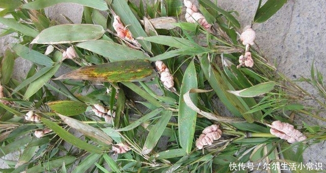  殊不知：它生在竹子上，却因外貌，常被摘掉，殊不知，当前150元