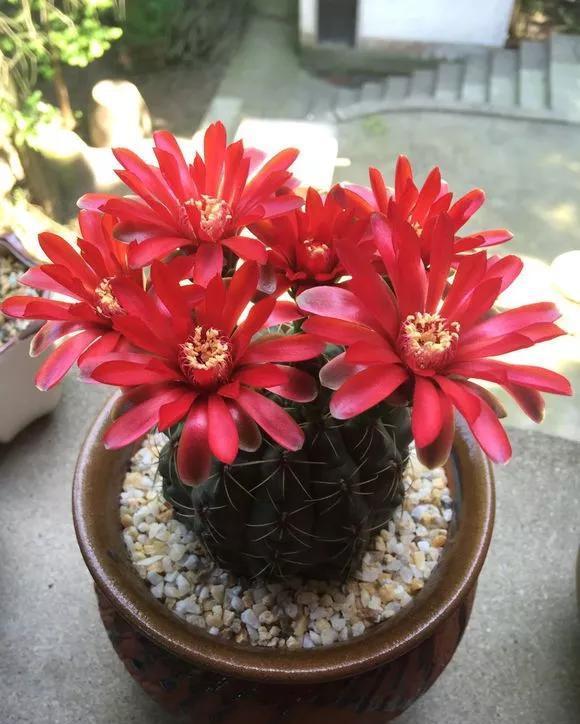  「还要」4种仙人掌植物“爱开花”，一开一大片，比蟹爪兰还要好看！