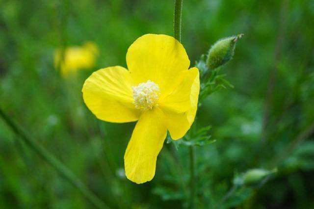 农村一种草，被誉为“神草”，夏天驱蚊不输蚊香，你认识吗？