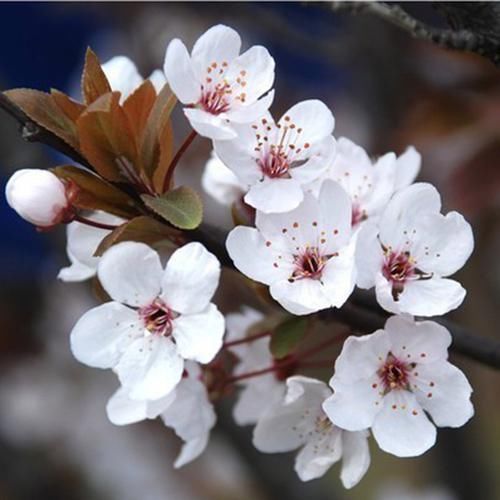  『植物』老公很懂花草，在院子里种上些植物后，每到花季都有人观赏拍照