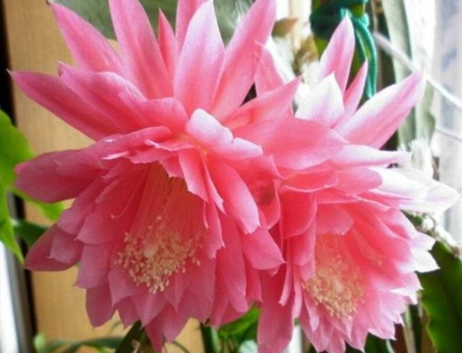 「爆香紫」“4种花”花朵硕大、花期长,一开就是300天,观叶又赏花!