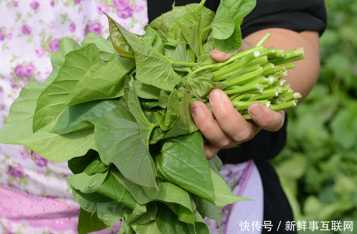 女人怕老、怕胖，常吃此野菜，肌肤光滑有弹性，体重蹭蹭往下降！
