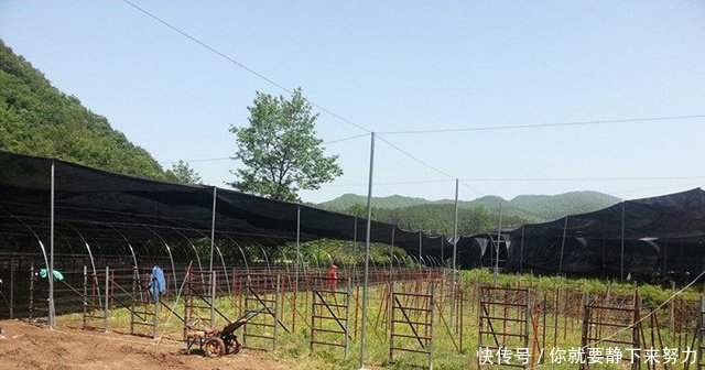 农村有了这个营生，年盈利几百万， 农民再也不要出去打工了