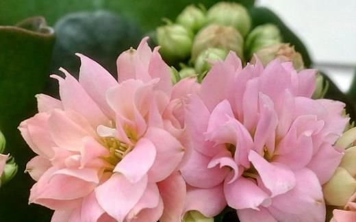 #长寿花#婆婆只养“2种”花,窗台变成“花海”,“开花”上百朵!
