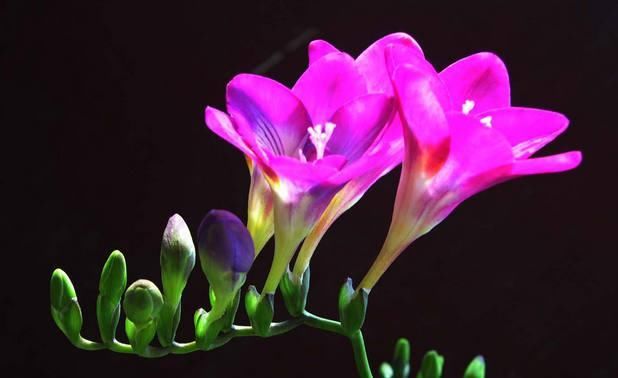  #常漂亮#这是我见过最漂亮的十种种球花，花期长、花色艳，真漂亮