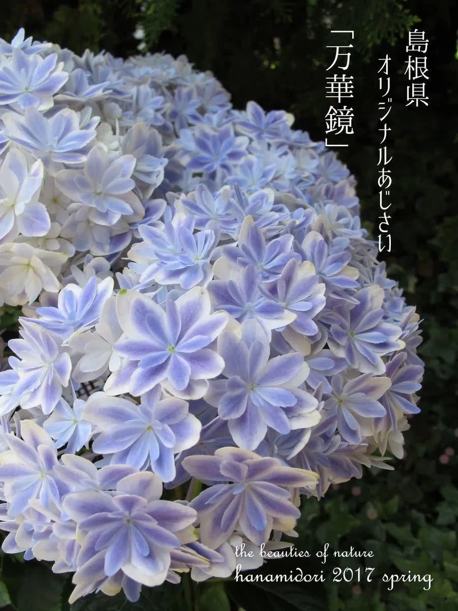  『魔法师』植物界的魔法师，让绣球带你走进最美的初夏
