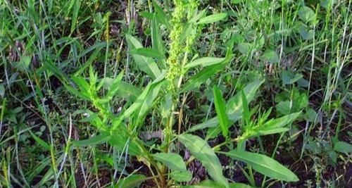  『跌打』它极为珍贵，人称“跌打草”，别摘去喂猪，目前46元一斤