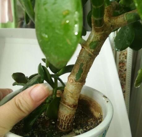  【小苗】养玉树，用这一方法，小苗长成一棵小树，叶多枝壮，还能变多棵