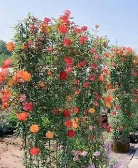  【农家小院】这种花，不用管理栽上就活，一个枝条爬满墙，阳台庭院都能种