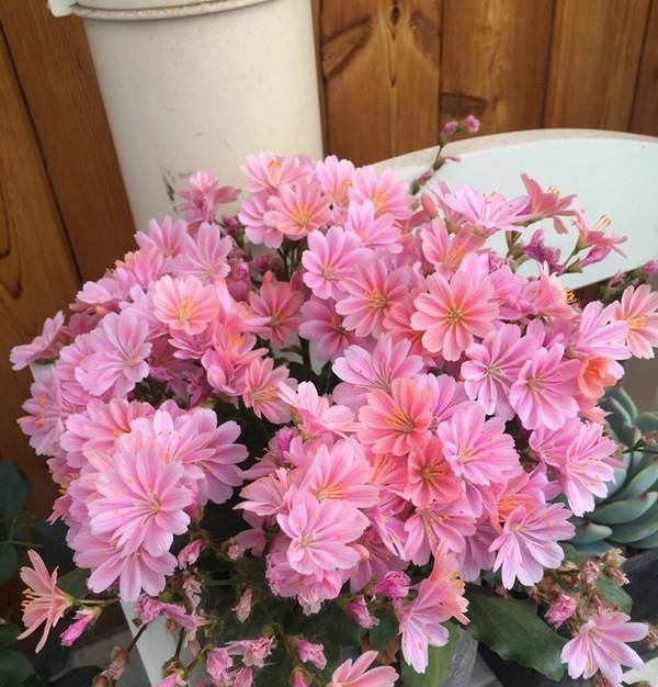  低矮：欧美很流行的新型盆栽花，植株低矮，花叶俱美，花期长，还很好养