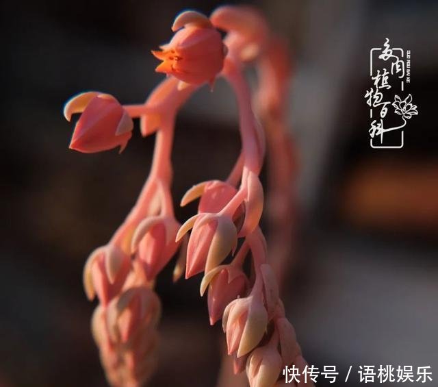  #喜欢#一粥一饭填饱肚子，一屋一花神仙日子！生命不止，玩趣不停！