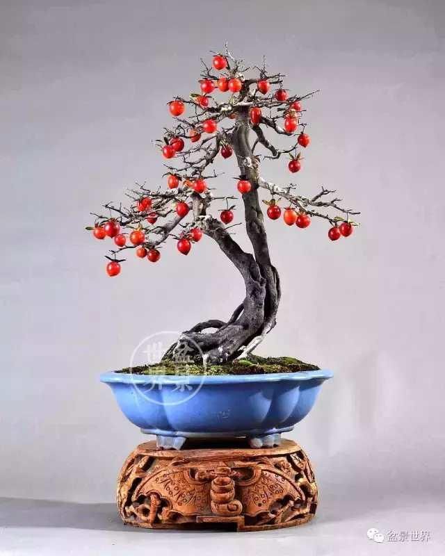 走进楼学文老师的盆景园逸园, 欣赏楼学文老师