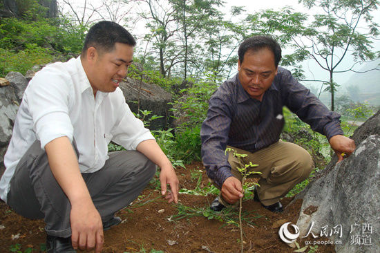 「忻城」广西忻城：绿了荒山富了民