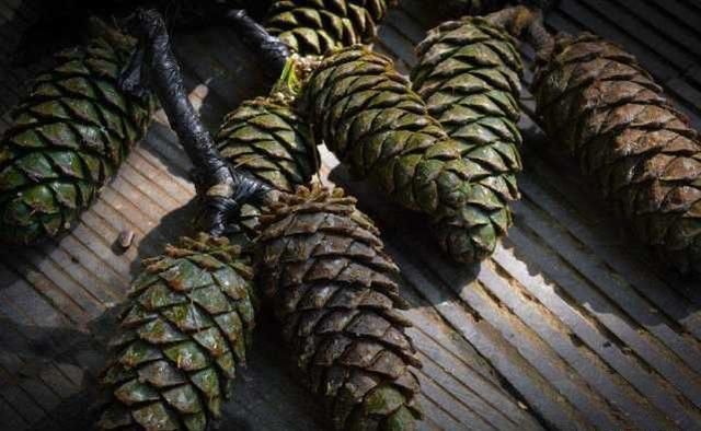 这东西以前遍地没人要，农民用它烧火，如今60一斤，大家抢着买