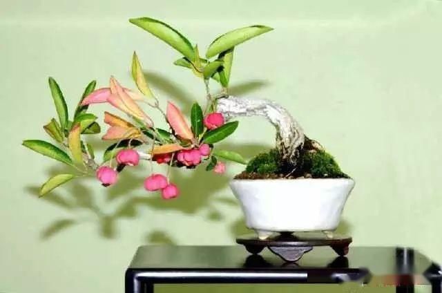 「手法」盆景基本的手法,这5项你要知道,这样你的盆景更有内涵