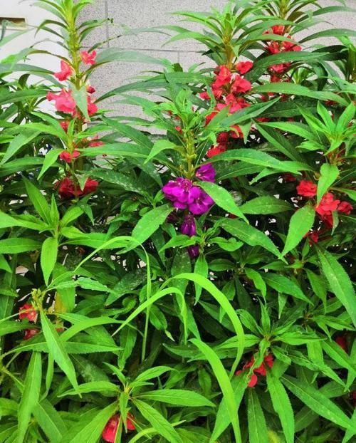 『花钱买』别只知道花钱买花,这三个方法分分钟子孙满堂,都没地下脚!