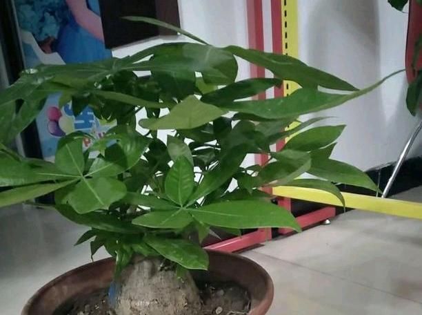  冬天■发财树叶片“软趴趴”？狠心理个“光头”，明年照样枝繁叶茂