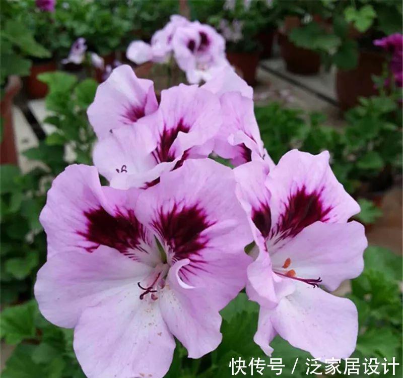  每种■110种天竺葵，每种都超美，看看你认识多少种？