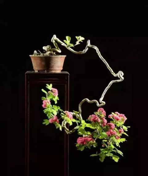 一组悬崖盆景佳作欣赏 可上九天揽月 可下五洋捉鳖