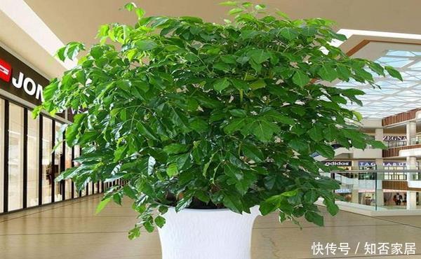 「幸福树」幸福树的叶子总发黄,花艺师教你两招,效果根本没料到