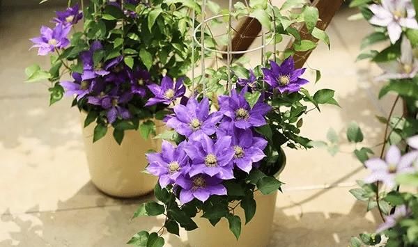  扦插：藤本女王铁线莲这样养，当年开花，花色多彩艳丽，气味芳香怡人