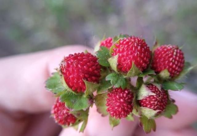 农村茅房边长“草莓”，老人说“蛇爬过”不能吃，如今却成稀罕货