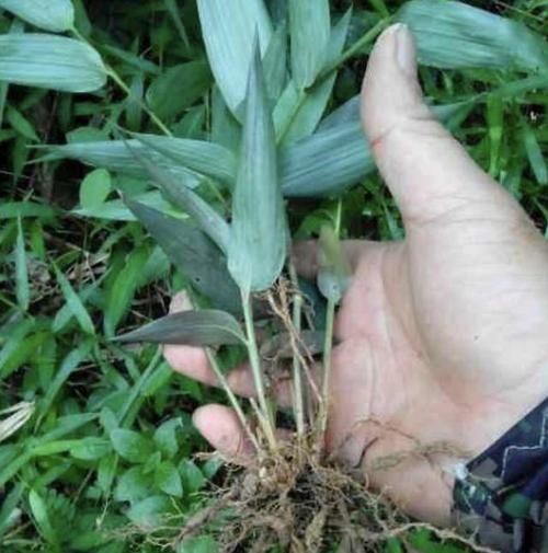  「值钱」潮湿的大山里，有1种“玉竹”，根茎比车前草值钱，见到请保护