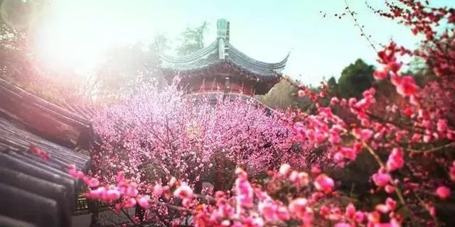  『观赏价值』庭院中种什么树木最合适，千万别种错了！