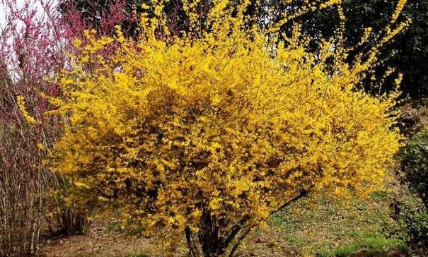  [大花紫薇]院子里种这几种树，一年四季花香四溢，美化家居，四季开花不断