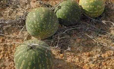 在沙漠探险时，即便是非常口渴，遇到地上的西瓜也要忍着，不能碰