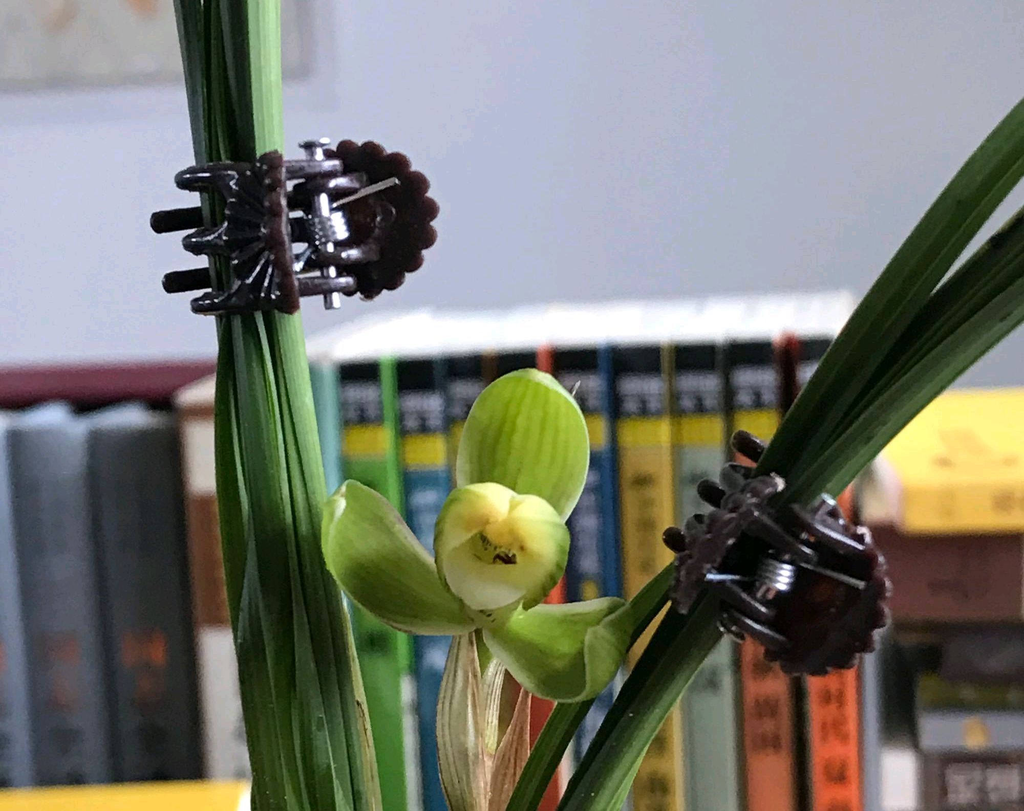  技巧|春兰,墨兰开花很多很疯狂,告诉你不知道的小技巧