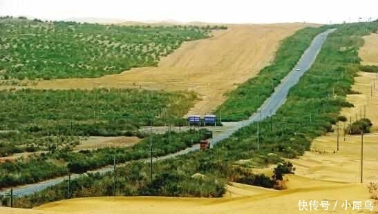  植物■中国最大的沙漠带, 政府花数亿种下大量植物, 如今竟成这